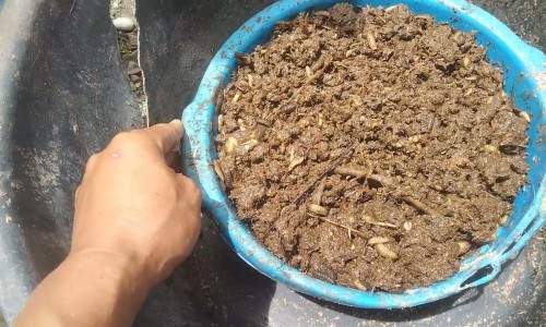 生菜汁最佳配方-生菜汁的功效网生菜汁的功效知识网站,分享生菜汁的调法步骤大全