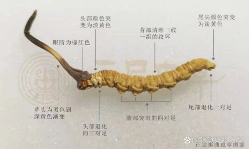 生菜汁的功效网生菜汁的功效知识网站,分享生菜汁的调法步骤大全